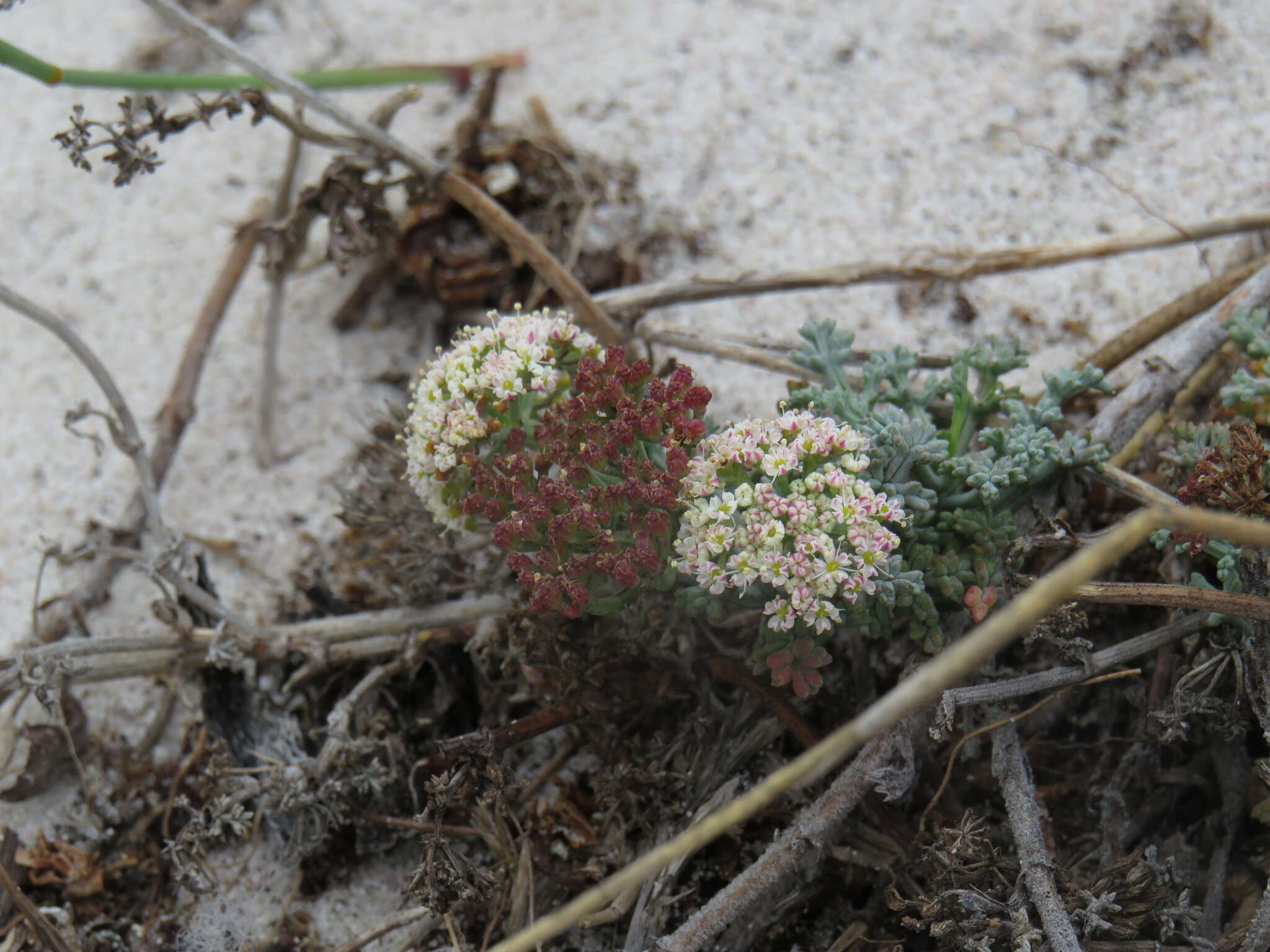 Imagem de Dasispermum suffruticosum (Bergius) B. L. Burtt