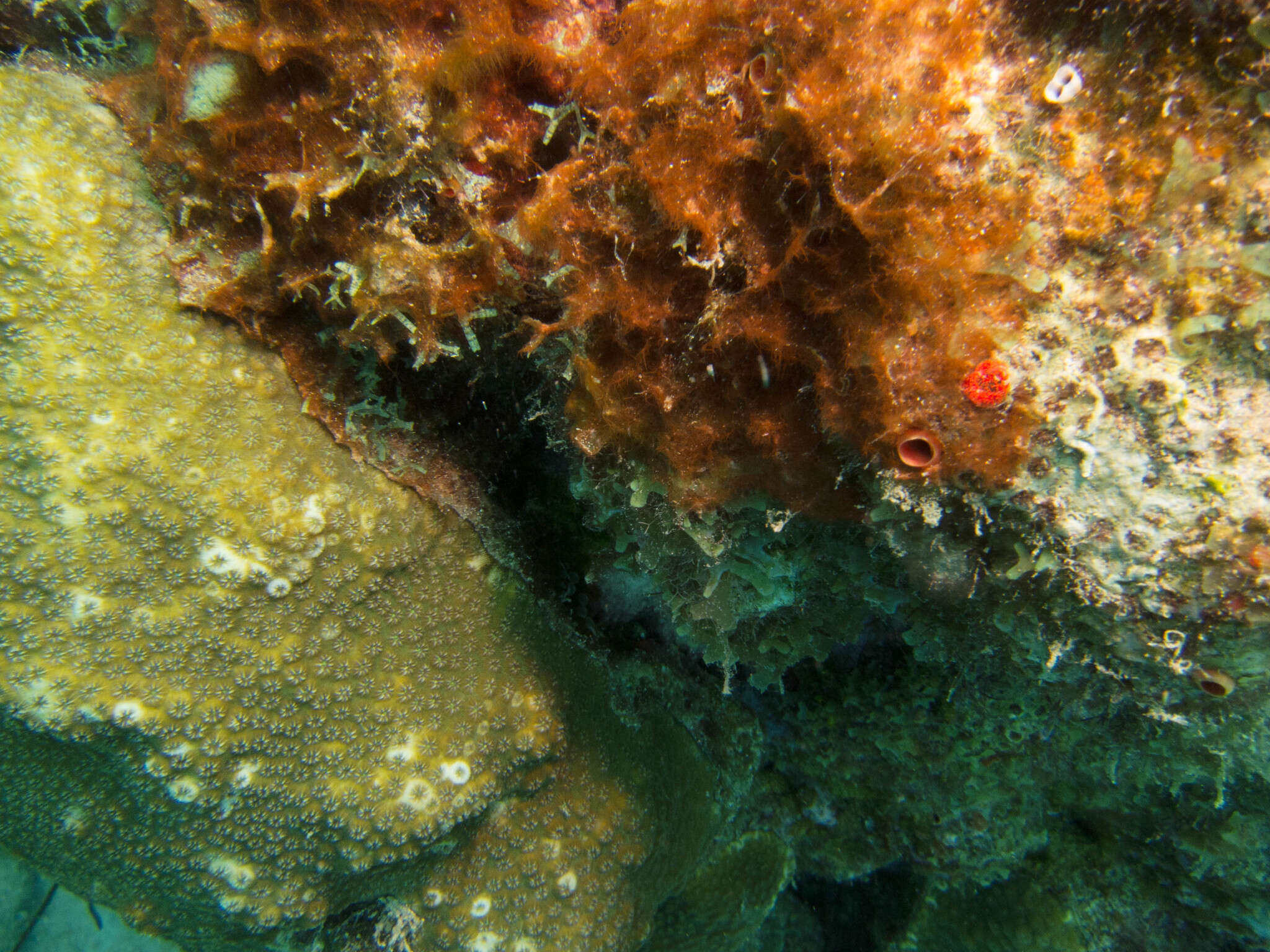 Image of boulder star coral