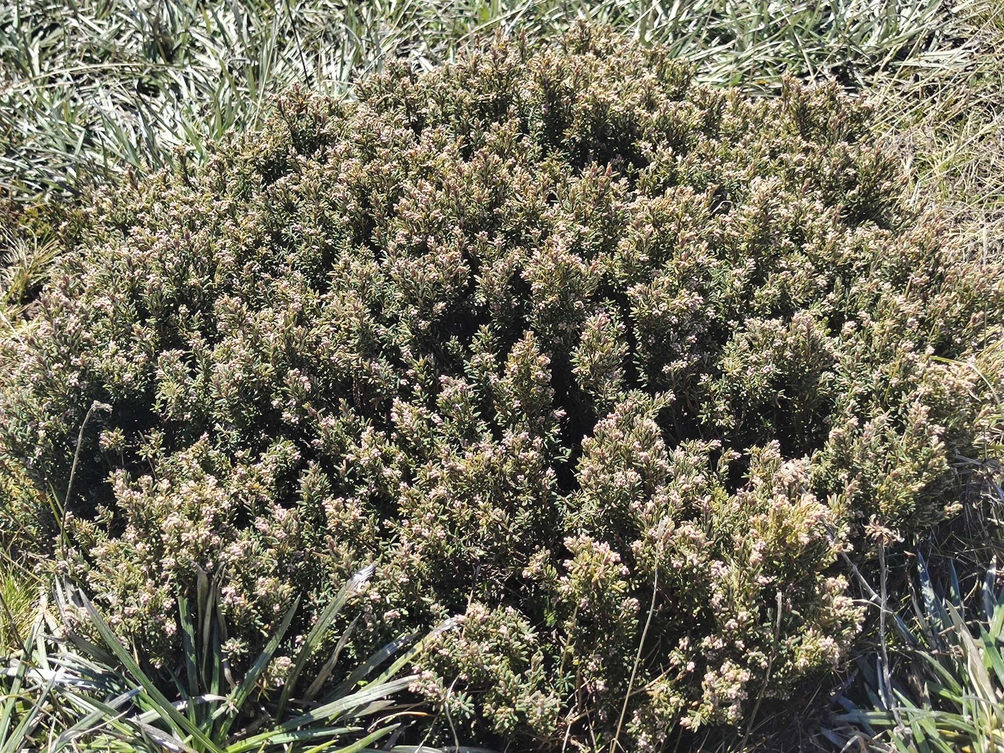 Image of Acrothamnus hookeri (Sond.) Quinn