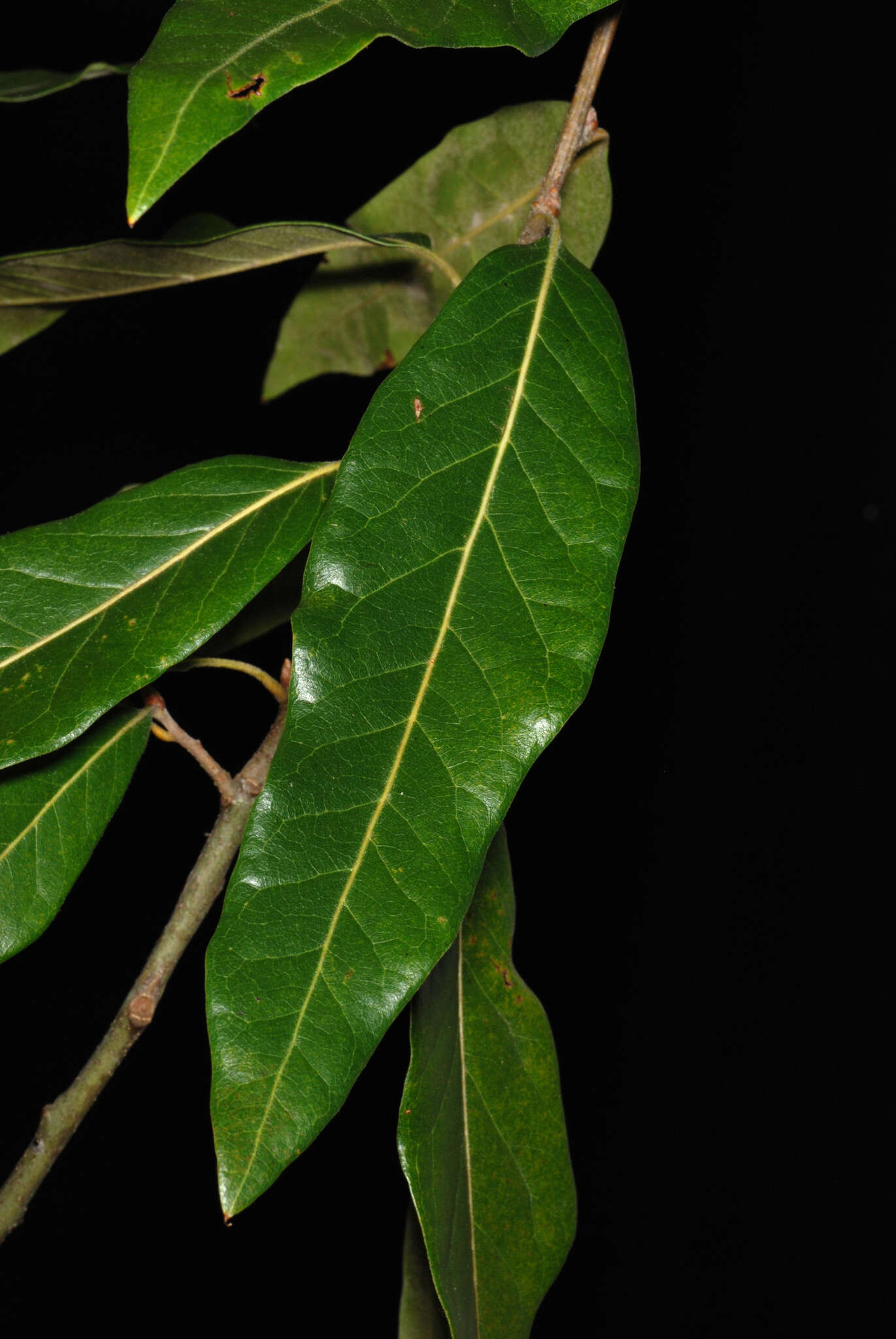 Image of hybrid oak