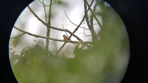 Image of Barred Puffbird