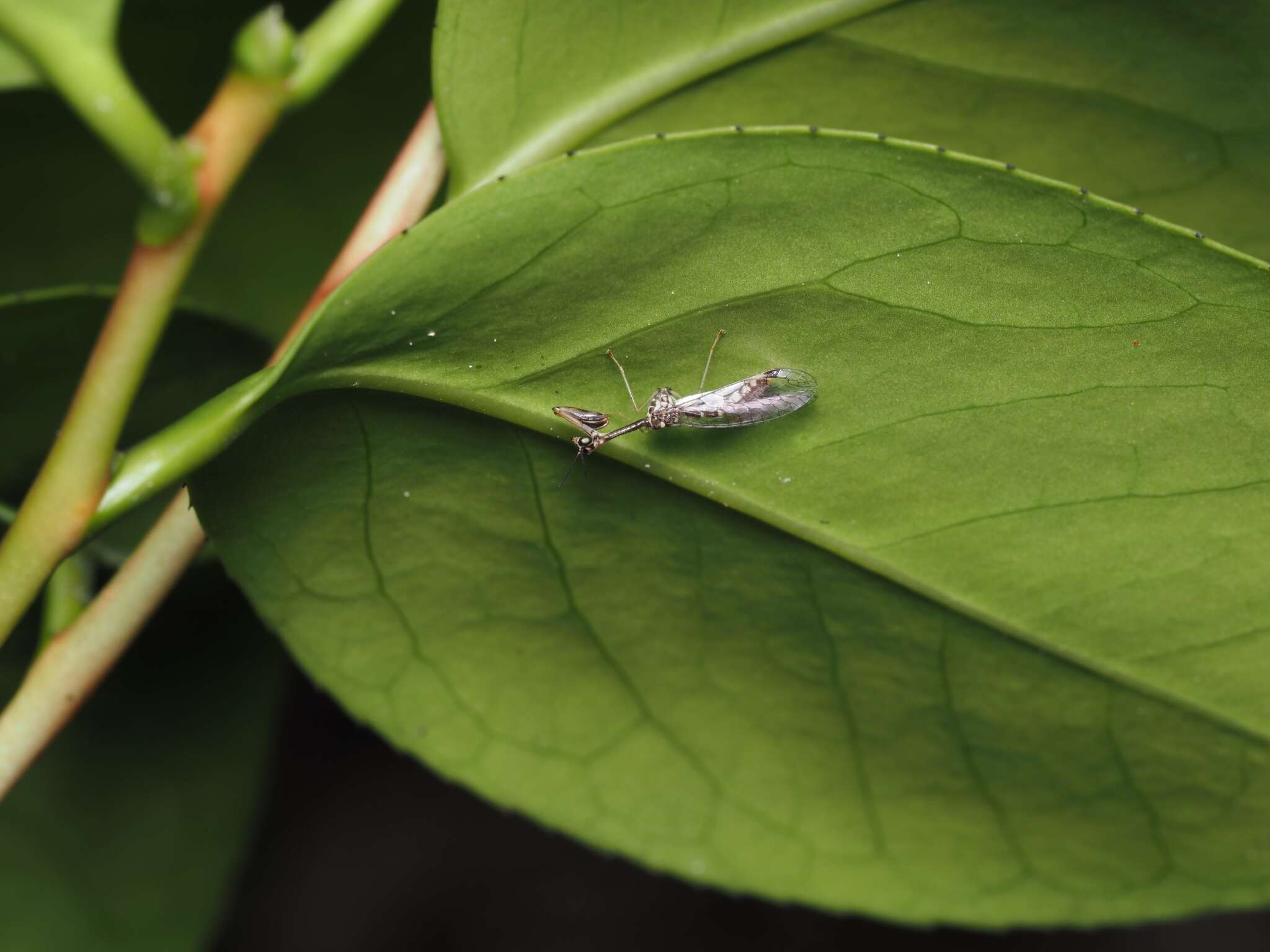 Image of Necyla formosana (Okamoto 1910)