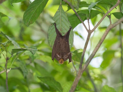 Image of Trefoil Horseshoe Bat