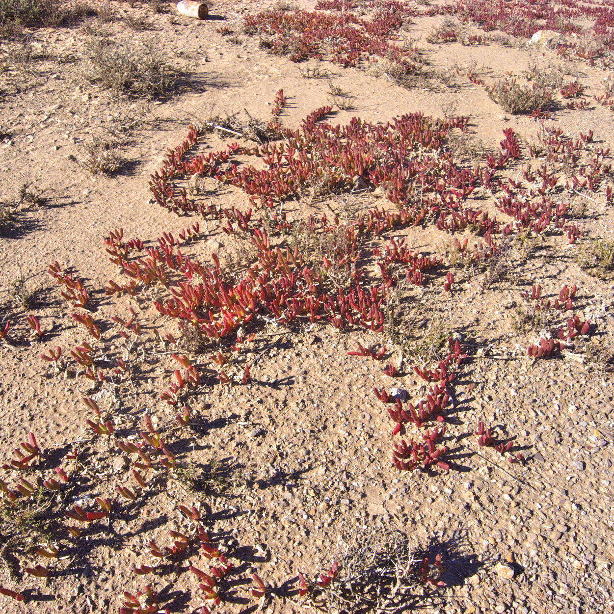 Image of Malephora uitenhagensis (L. Bol.) Jacobsen & Schwant.