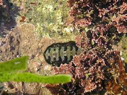 Image of black chiton