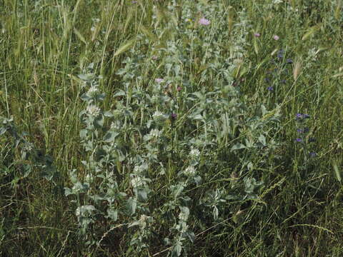 Image of horehound