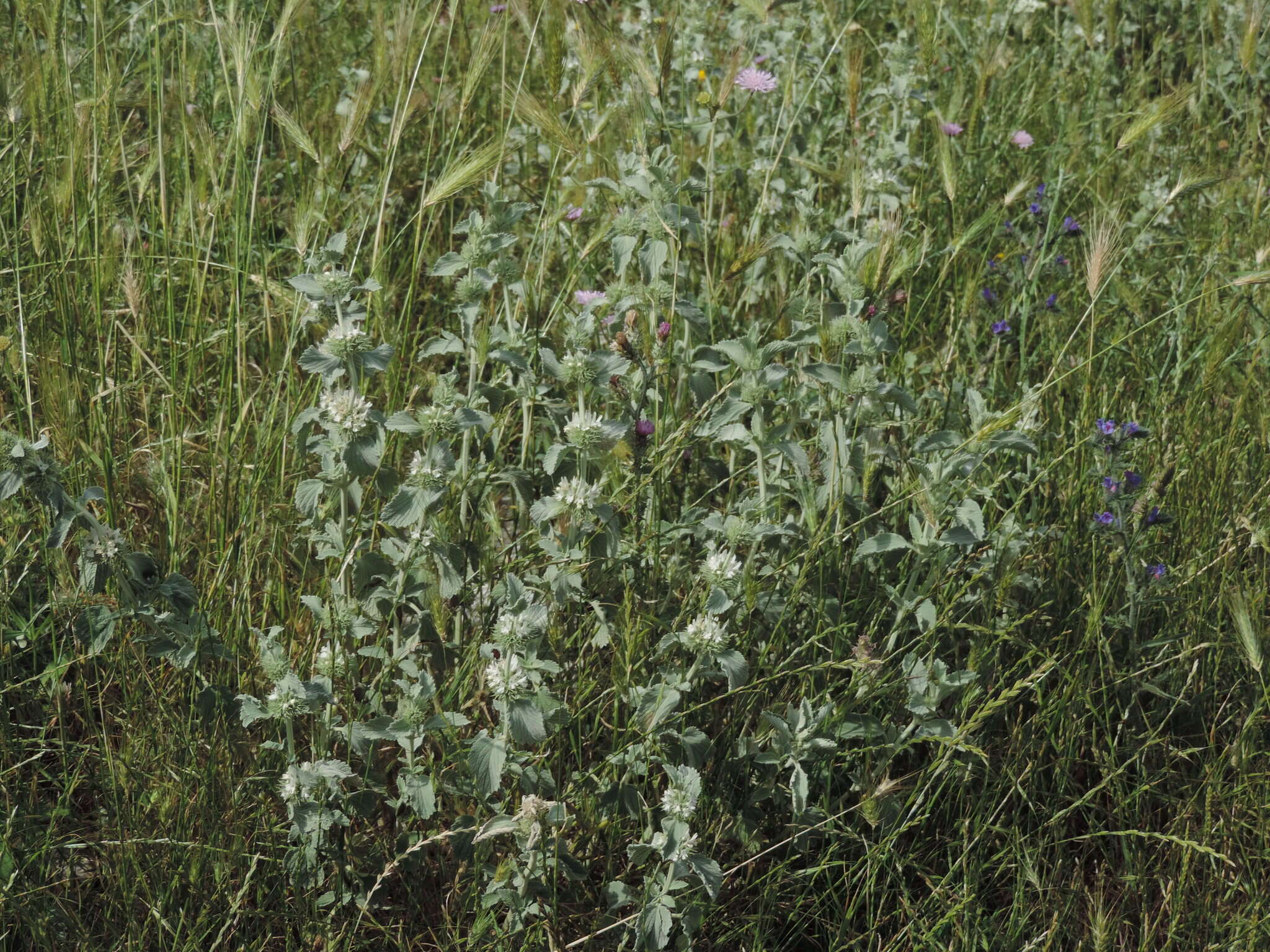 Слика од Marrubium incanum Desr.