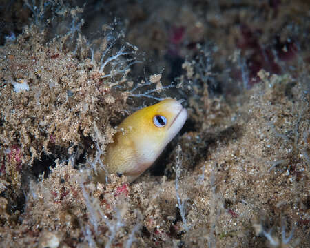 Image of Blackspot moray