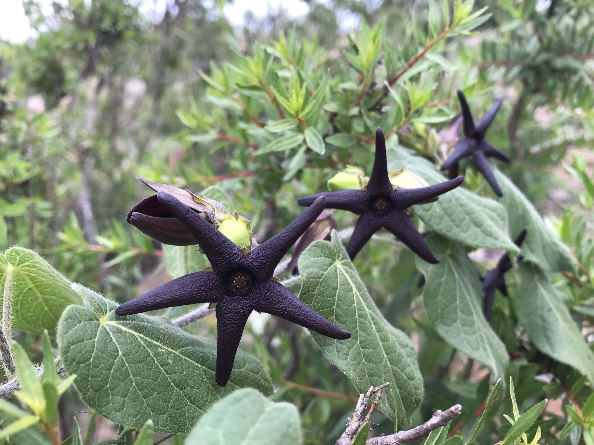 Sivun Matelea pilosa (Benth.) R. E. Woodson kuva