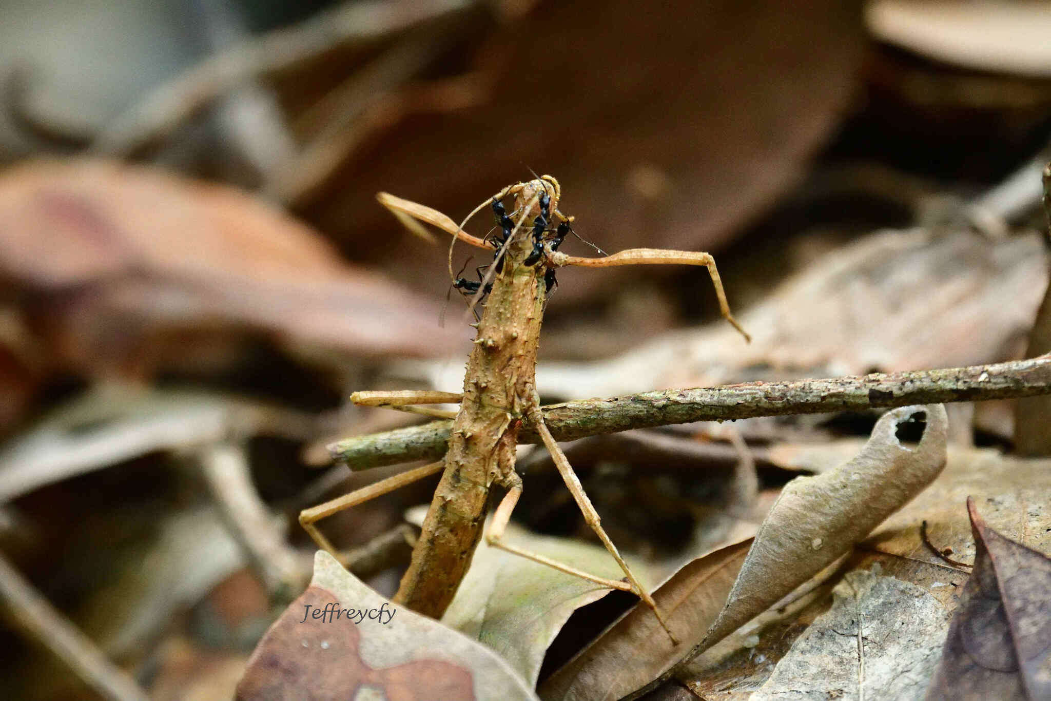 Image of Neohirasea hongkongensis Brock & Seow-Choen 2000