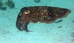 Image of Broadclub Cuttlefish