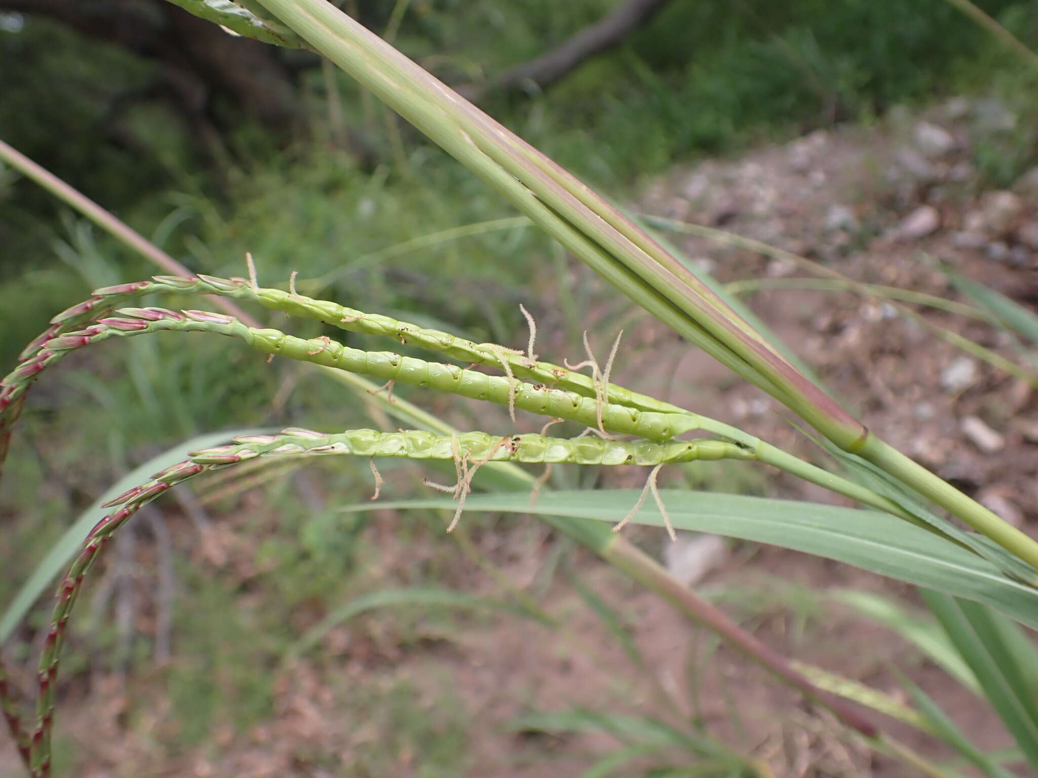 Sivun Tripsacum lanceolatum E. Fourn. kuva