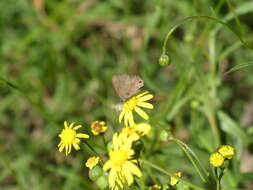 Image of Prosotas felderi (Murray 1874)