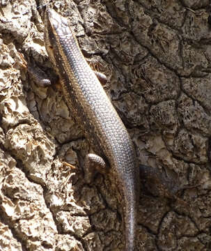 Trachylepis spilogaster (Peters 1882)的圖片