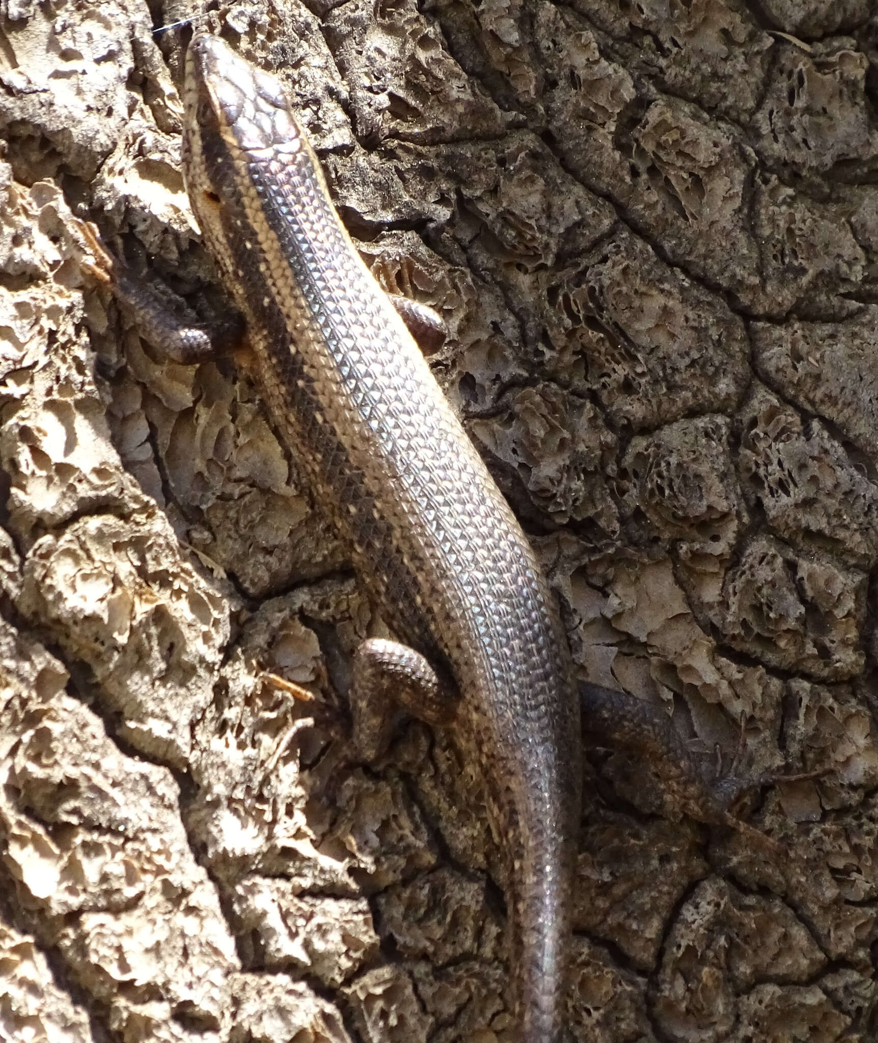 Trachylepis spilogaster (Peters 1882)的圖片