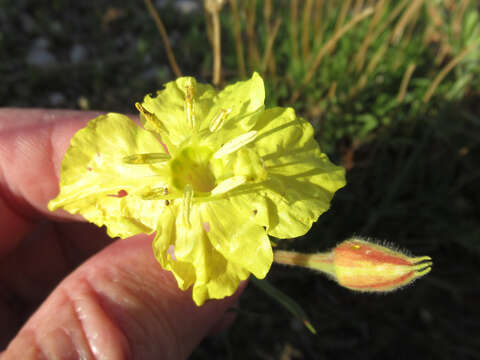 Imagem de Oenothera hartwegii subsp. pubescens (A. Gray) W. L. Wagner & Hoch