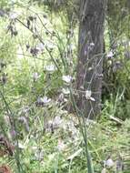 Image of Arthropodium milleflorum (Redouté) J. F. Macbr.