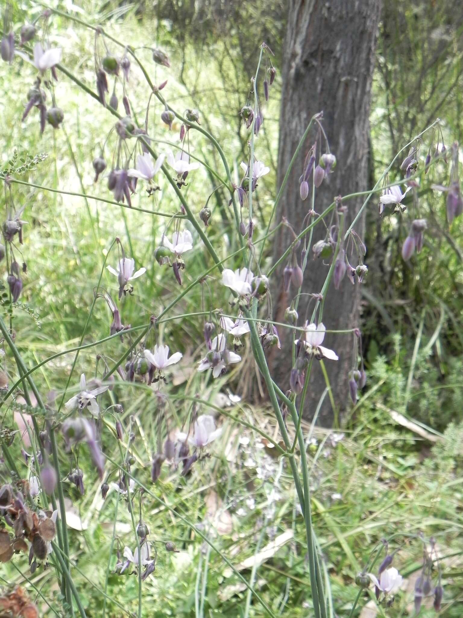 Image of Arthropodium milleflorum (Redouté) J. F. Macbr.