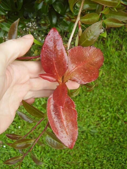 Imagem de Exobasidium camelliae Shirai 1896