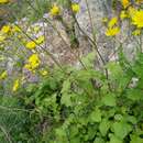 Image of Crepis hierosolymitana Boiss.