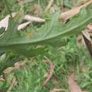 Image of Senecio distalilobatus I. Thomps.