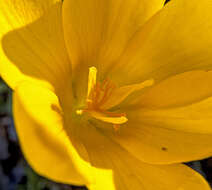 Image of Crocus olivieri J. Gay