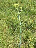 Image of Arnoglossum ovatum (Walter) H. Rob.