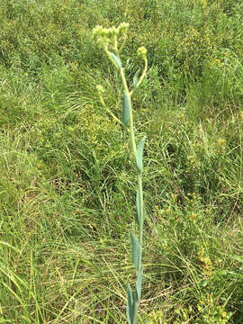 Arnoglossum ovatum (Walter) H. Rob. resmi