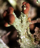 Image of cup lichen