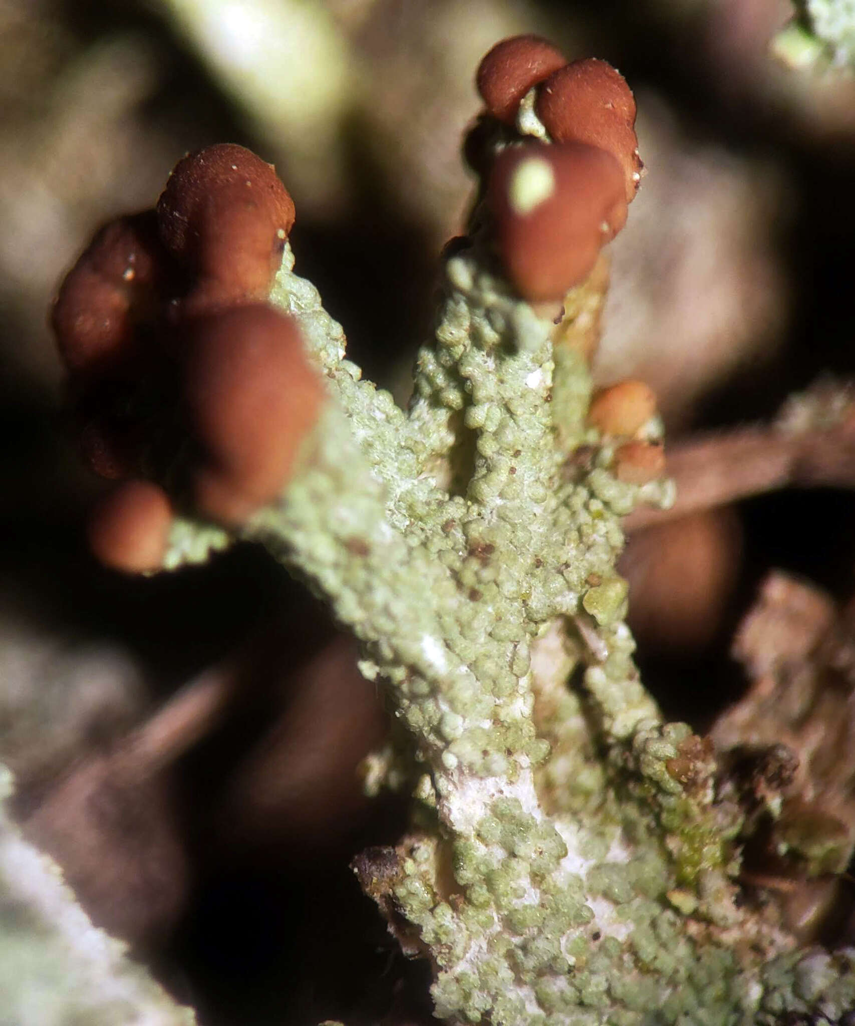 Image of cup lichen