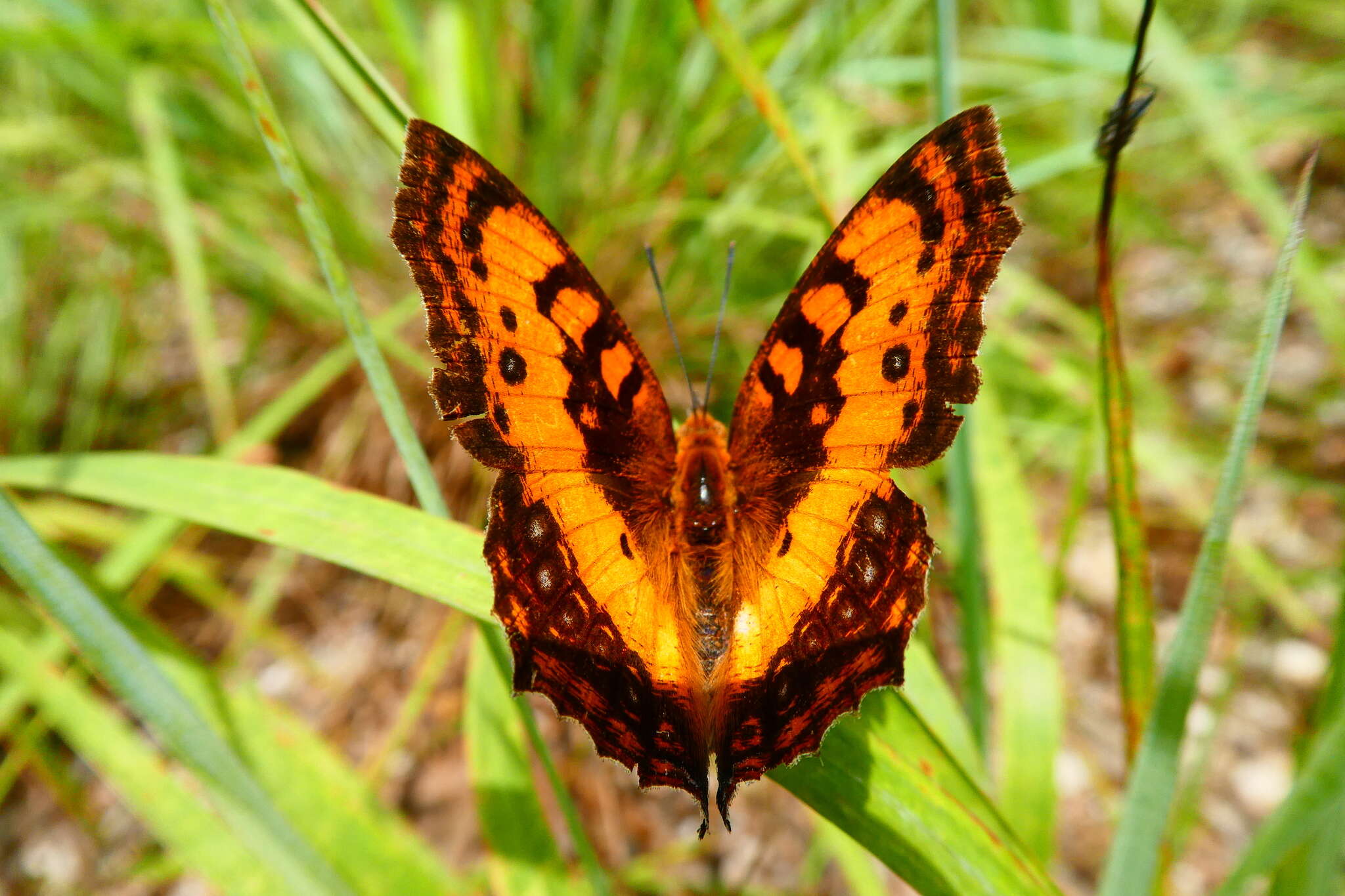 Image of Catacroptera cloanthe ligata Rothschild & Jordan 1903