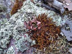 Image of Echeveria paniculata A. Gray