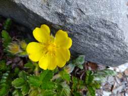 Image of Potentilla matsumurae Th. Wolf