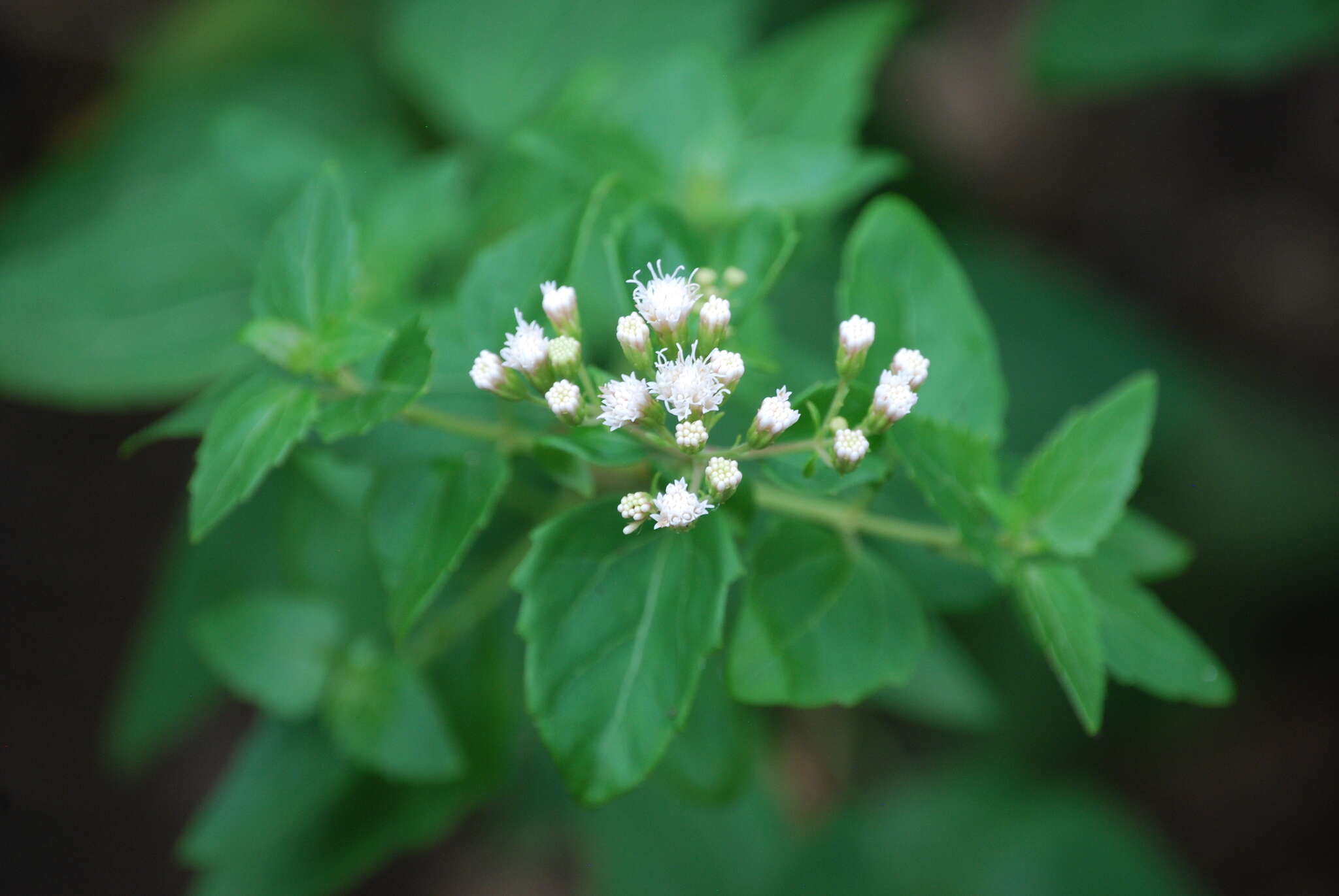 Image of Havana snakeroot