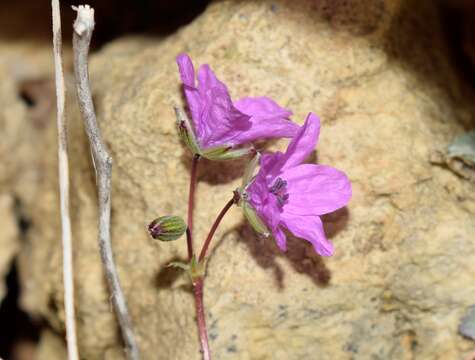 Sivun Erodium acaule (L.) Becherer & Thell. kuva