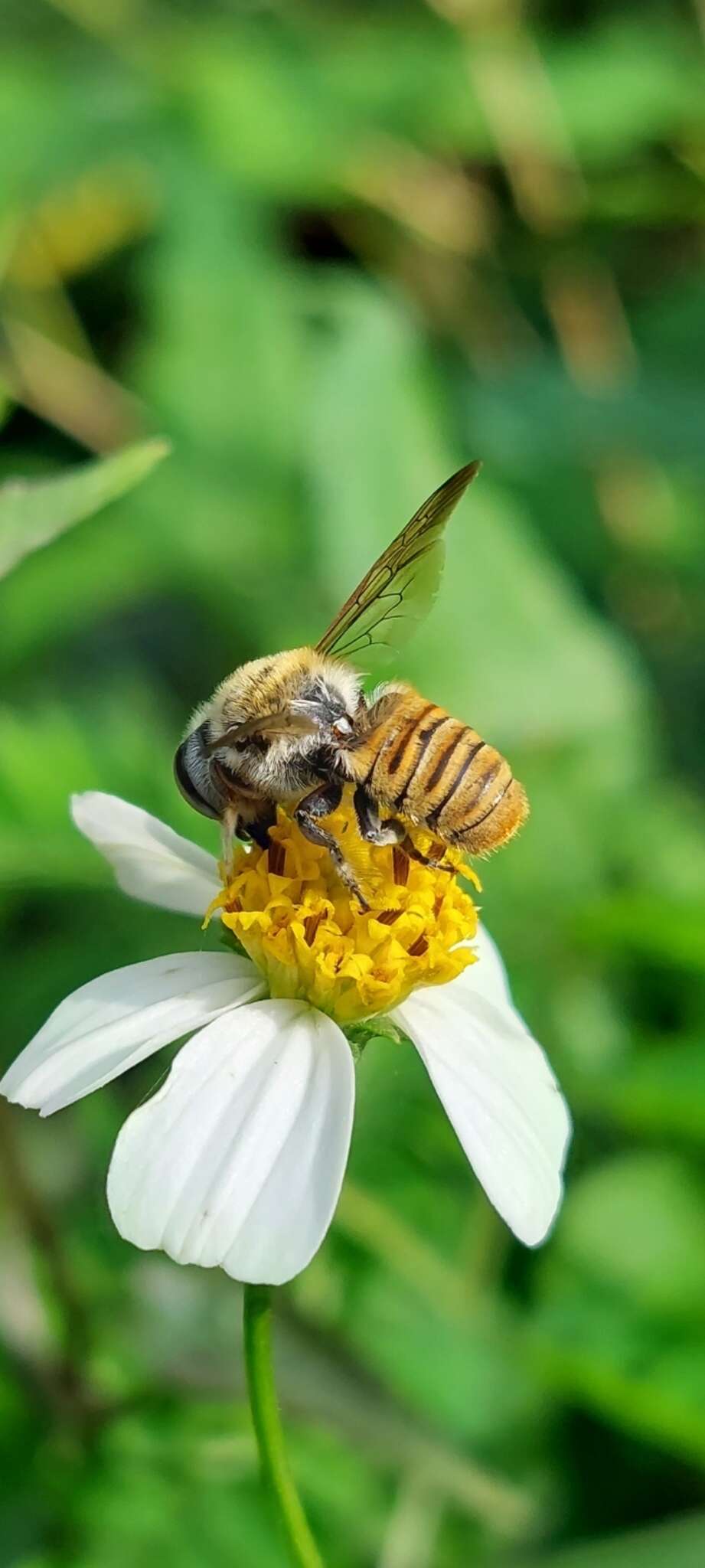 Image of Megachile takaoensis Cockerell 1911