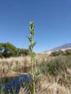 Image of Fivehorn Smotherweed