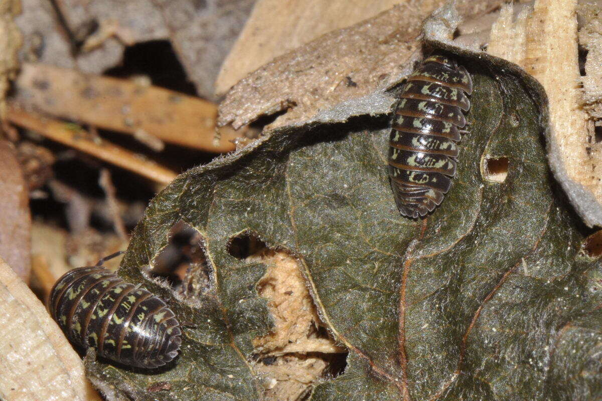 Imagem de Armadillidium pictum Brandt 1833