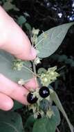 Image of Solanum didymum Dun.