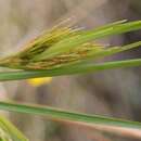 Image of Carpha capitellata (Nees) Boeckeler