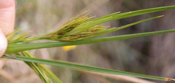 صورة Carpha capitellata (Nees) Boeckeler