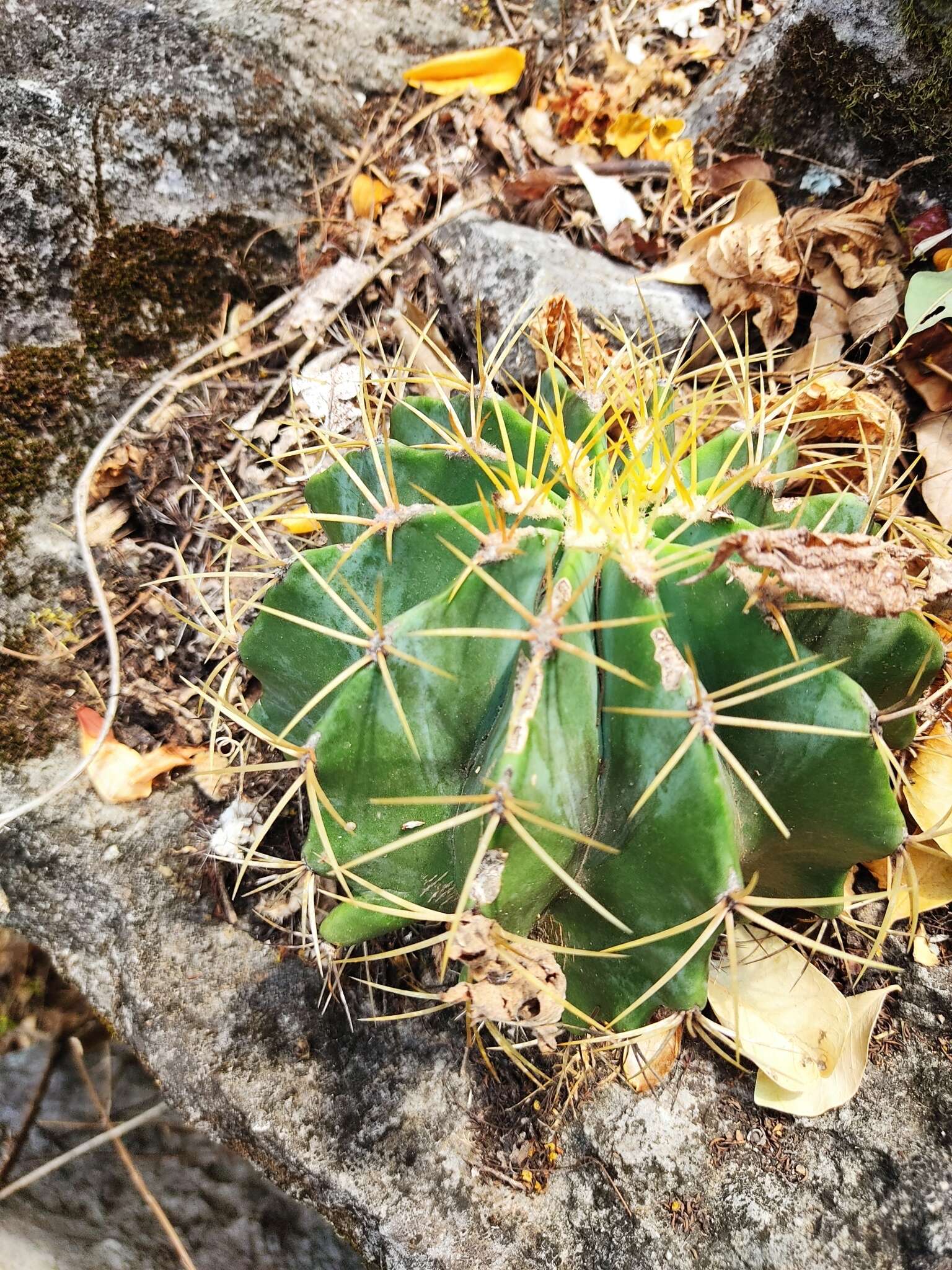 Ferocactus glaucescens (DC.) Britton & Rose resmi