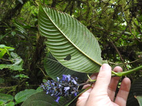 Plancia ëd Palicourea brenesii Standl.