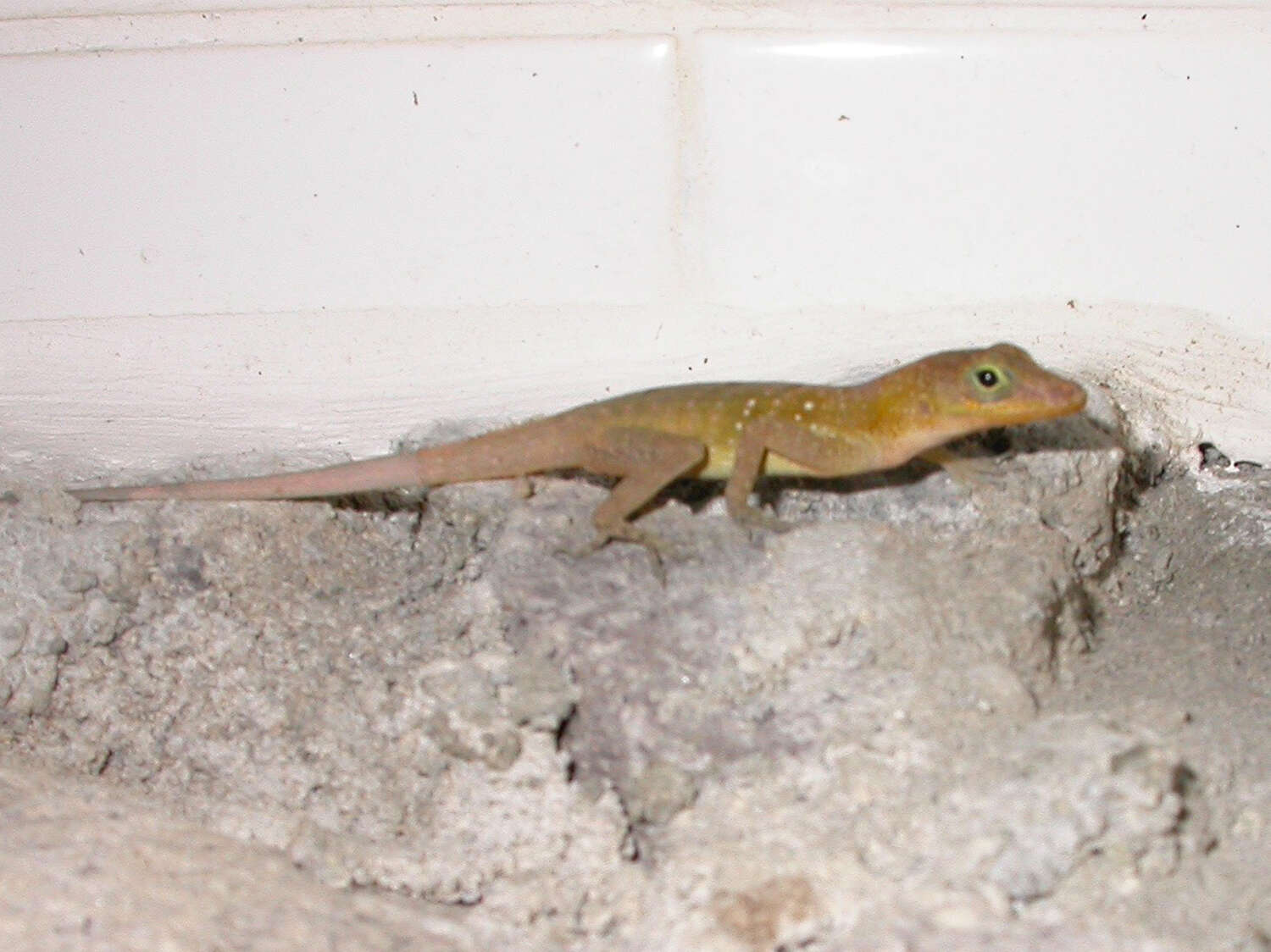 Слика од Anolis oculatus (Cope 1879)