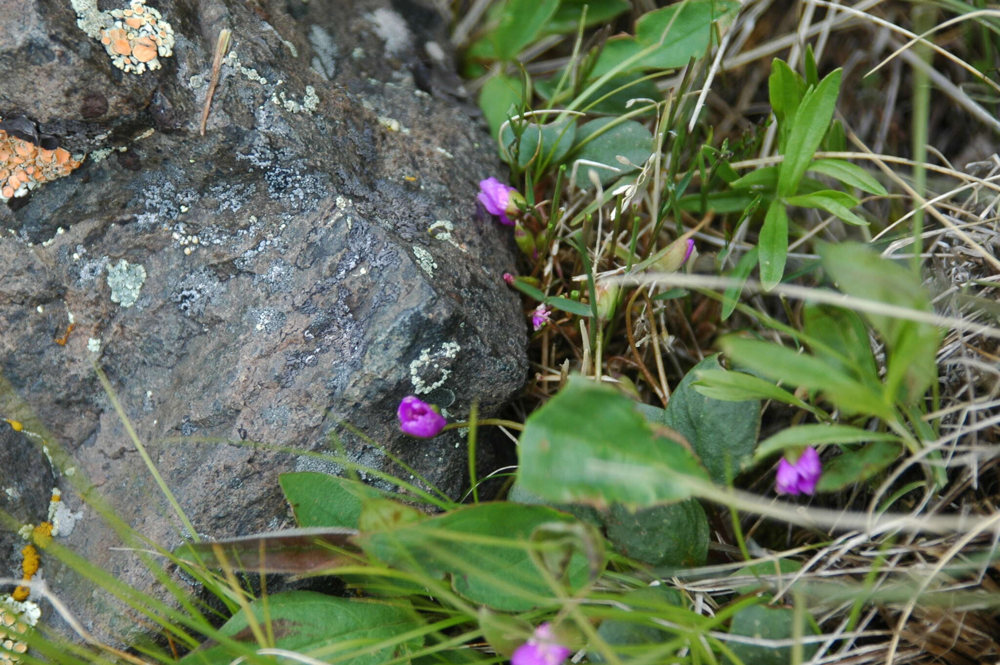 Image of Ogilvie Mountain springbeauty