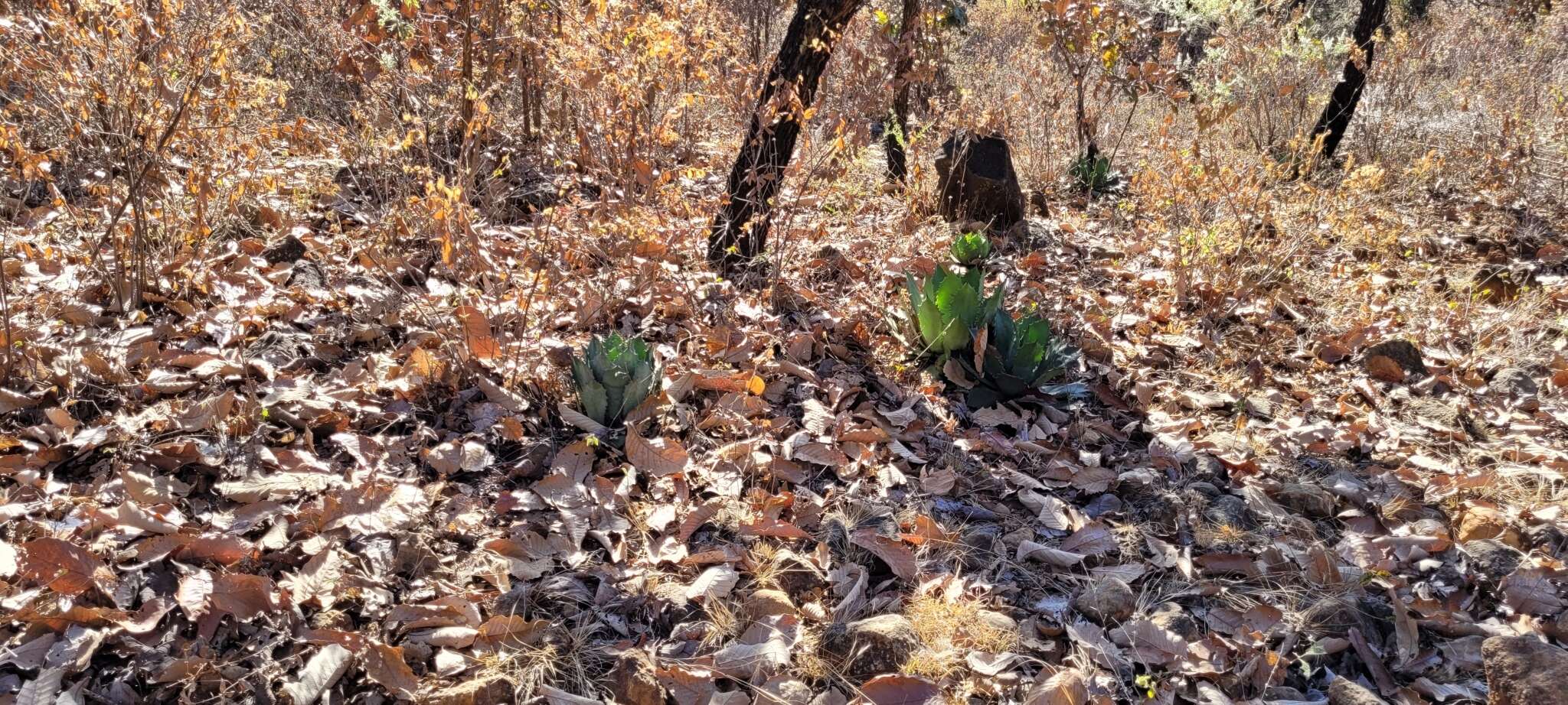 Слика од Agave guadalajarana Trel.