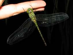 Image of Mangrove Darner