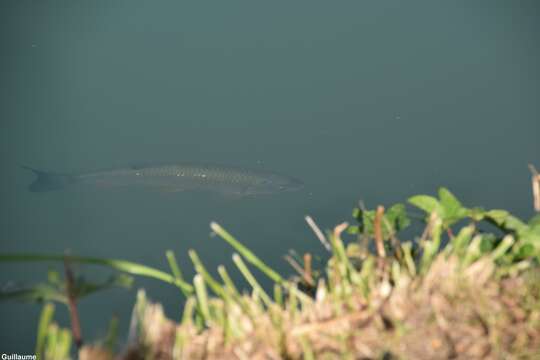 Image of European chub