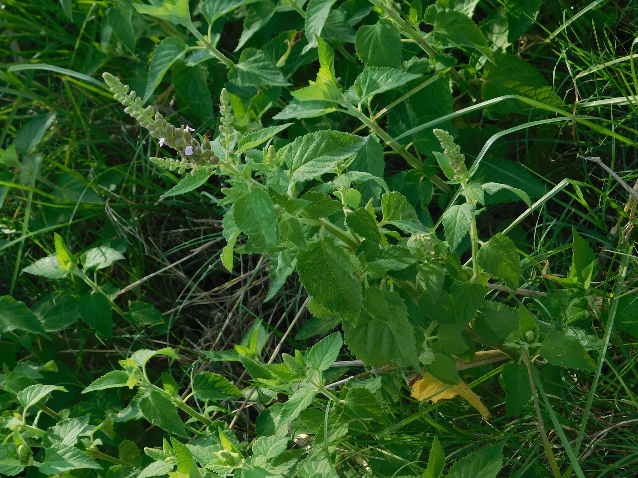 Sivun Teucrium vesicarium Mill. kuva