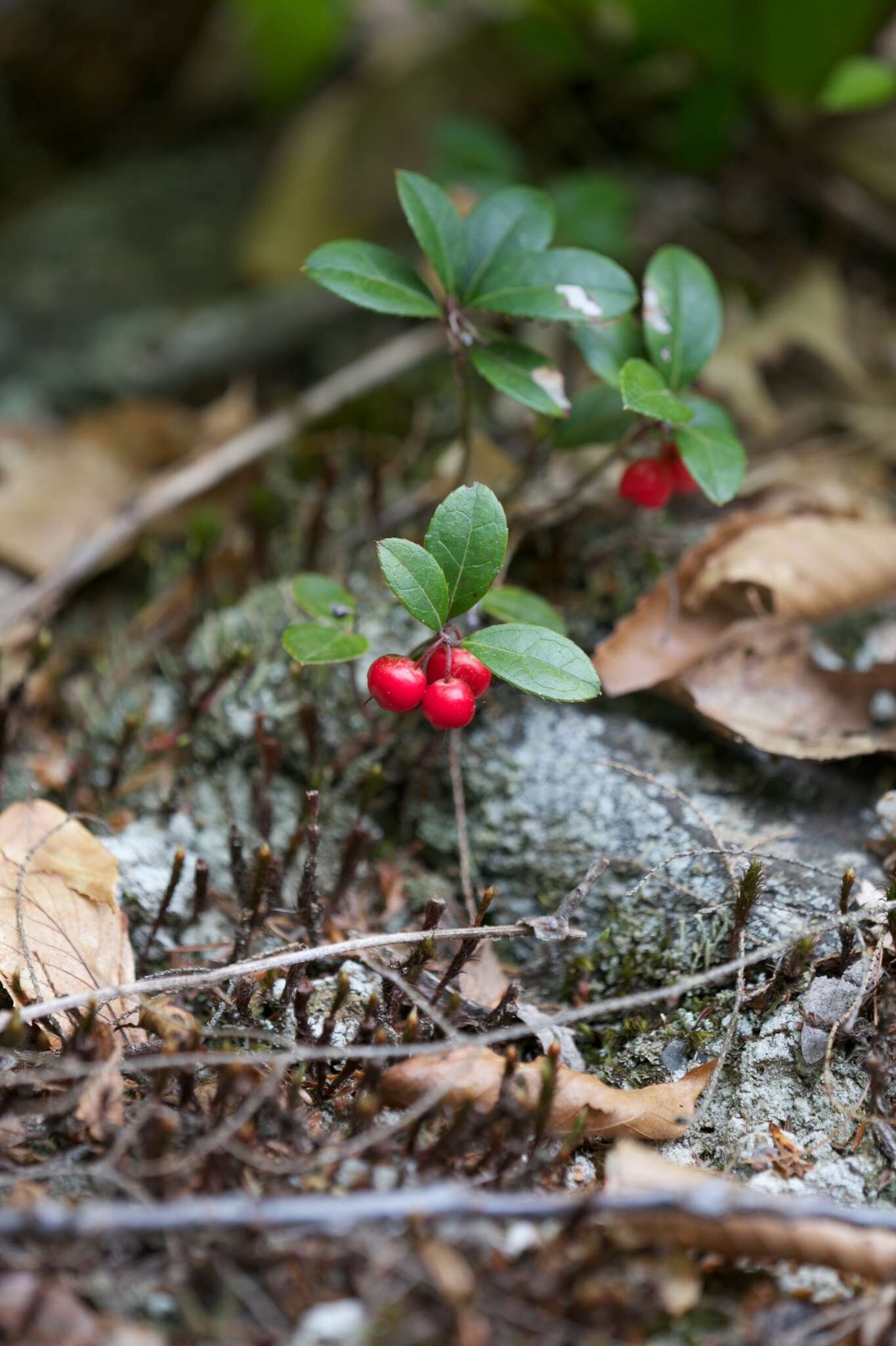 Image of eastern teaberry